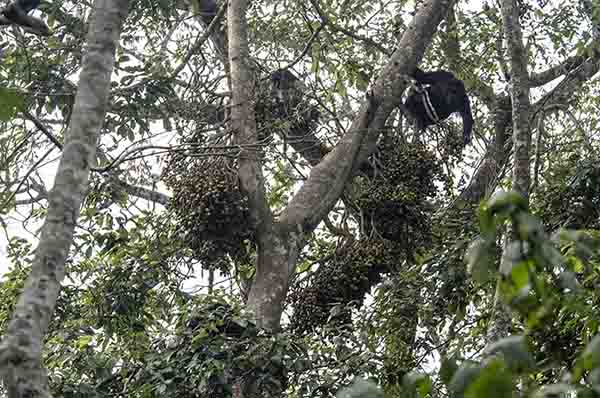 02 - Chimpances - parque nacional de Nyungwe - Ruanda